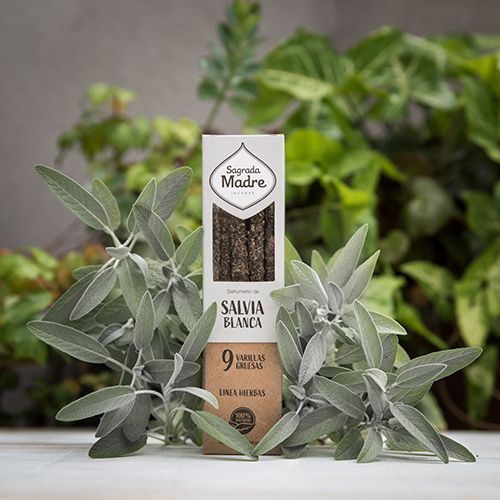 Linha Ervas e Flores Salvia Branca 2