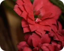 Pastilhas 7 dias Rosa Lavanda 2